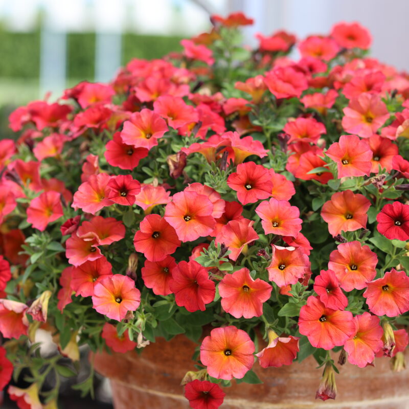 SuperCal Premium Red Maple