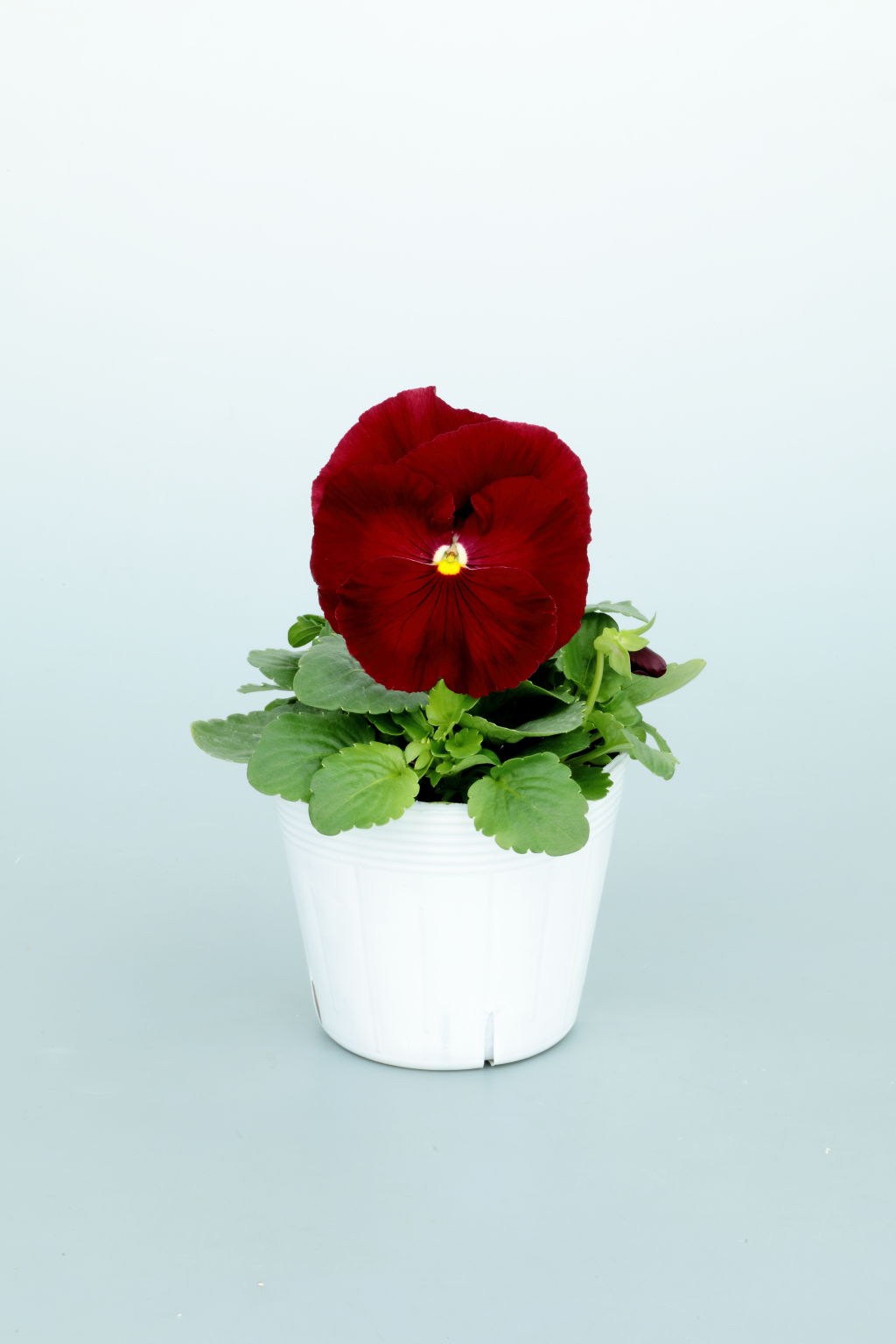 Majestic Giants II - Sakata Ornamentals