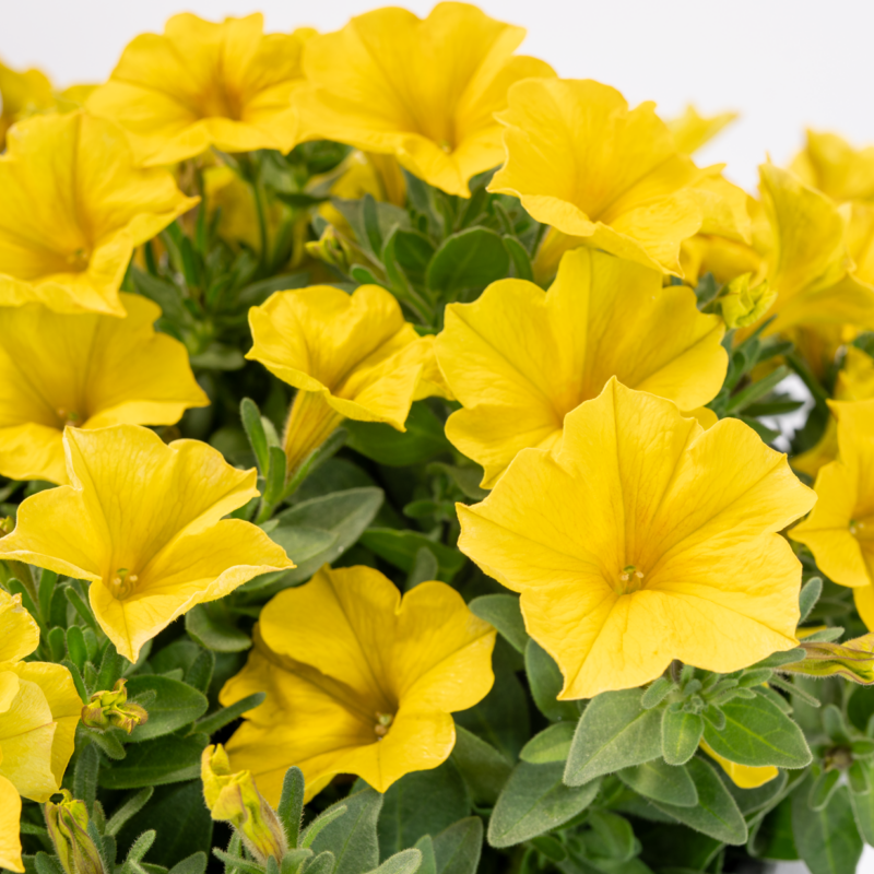 Premium Yellow Sun Imp.