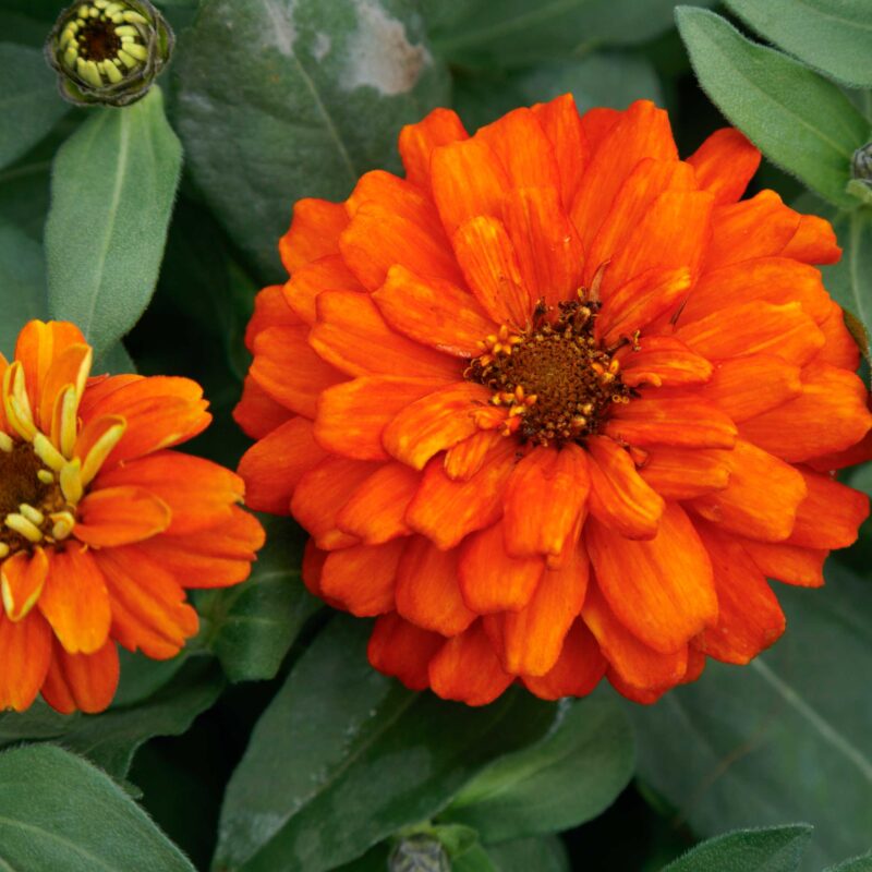 Profusion Double - Sakata Ornamentals