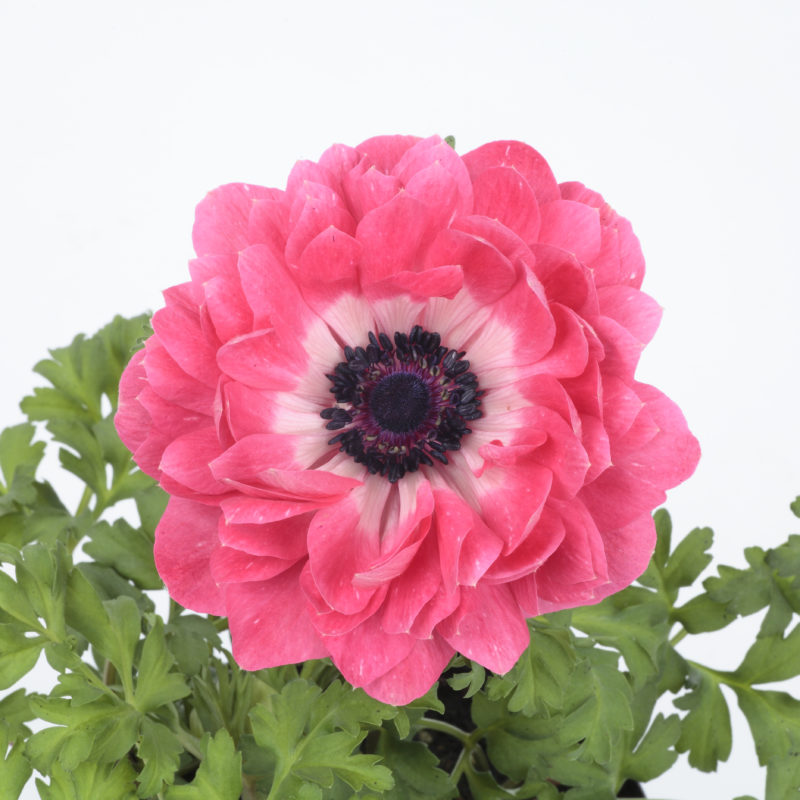Pink<br><small>Anemone Harmony Double Pink</small>