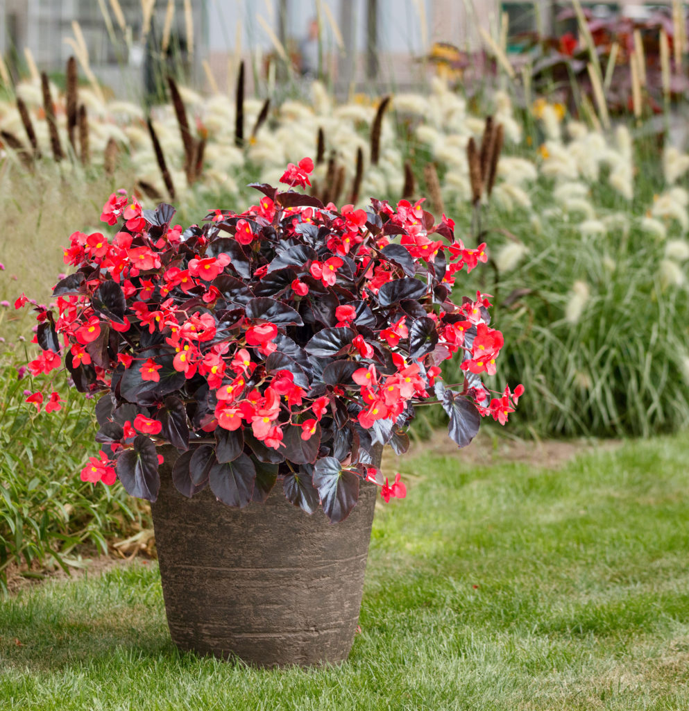 Begonia_Viking-XL_Red-on-