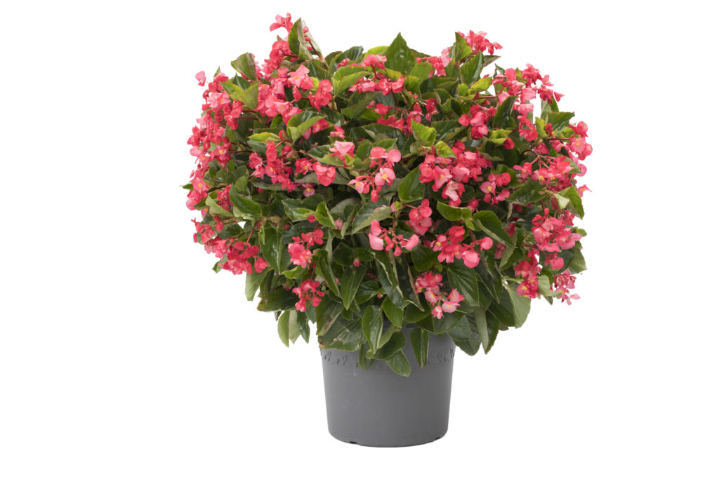 Viking® XL - Sakata Ornamentals