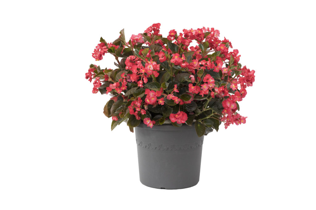 Viking® - Sakata Ornamentals