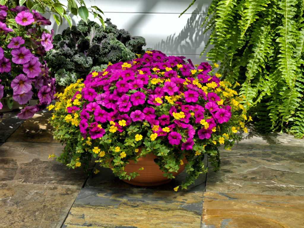 Calipetite® - Sakata Ornamentals