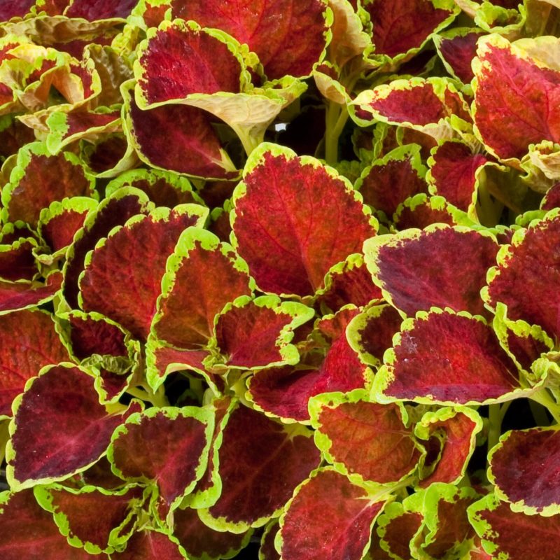 Ruby<br><small>Coleus Fairway Ruby</small>