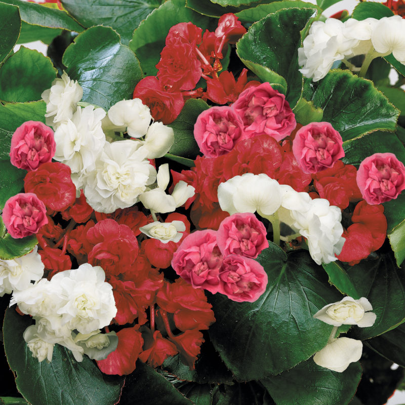 Begonia Semperflorens - Sakata Ornamentals