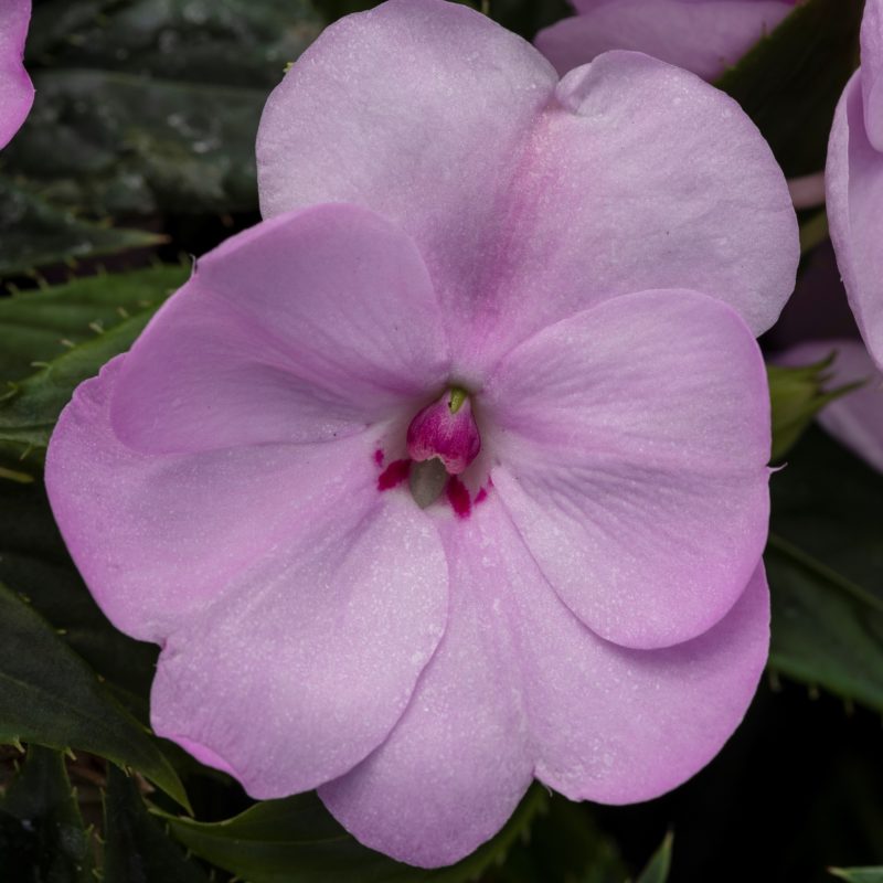Orchid Blush<br><small>US10,477,799 SAKIMP054</small>