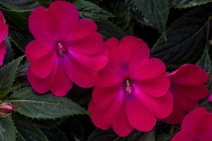 Compact Rose Glow<br><small>US10,638,693 SAKIMP059</small>