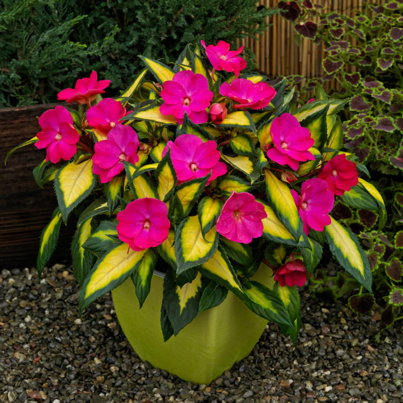 Compact Tropical Rose<br><small>PP28,027 SAKIMP037</small>
