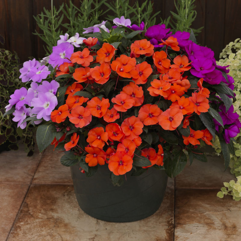 Tropical Punch Kit - Compact Purple, Compact Hot Coral, Compact Orchid Blush