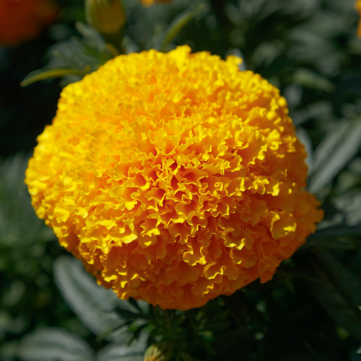 COCO Marigold® - Sakata Ornamentals