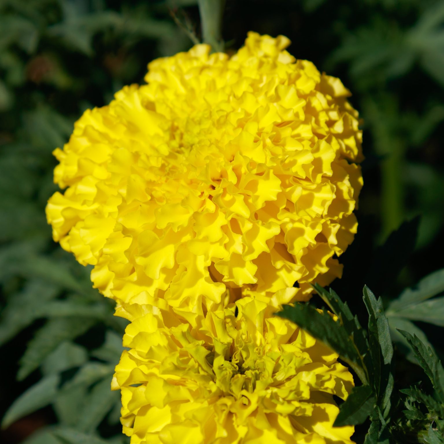 Coco Marigold® - Sakata Ornamentals