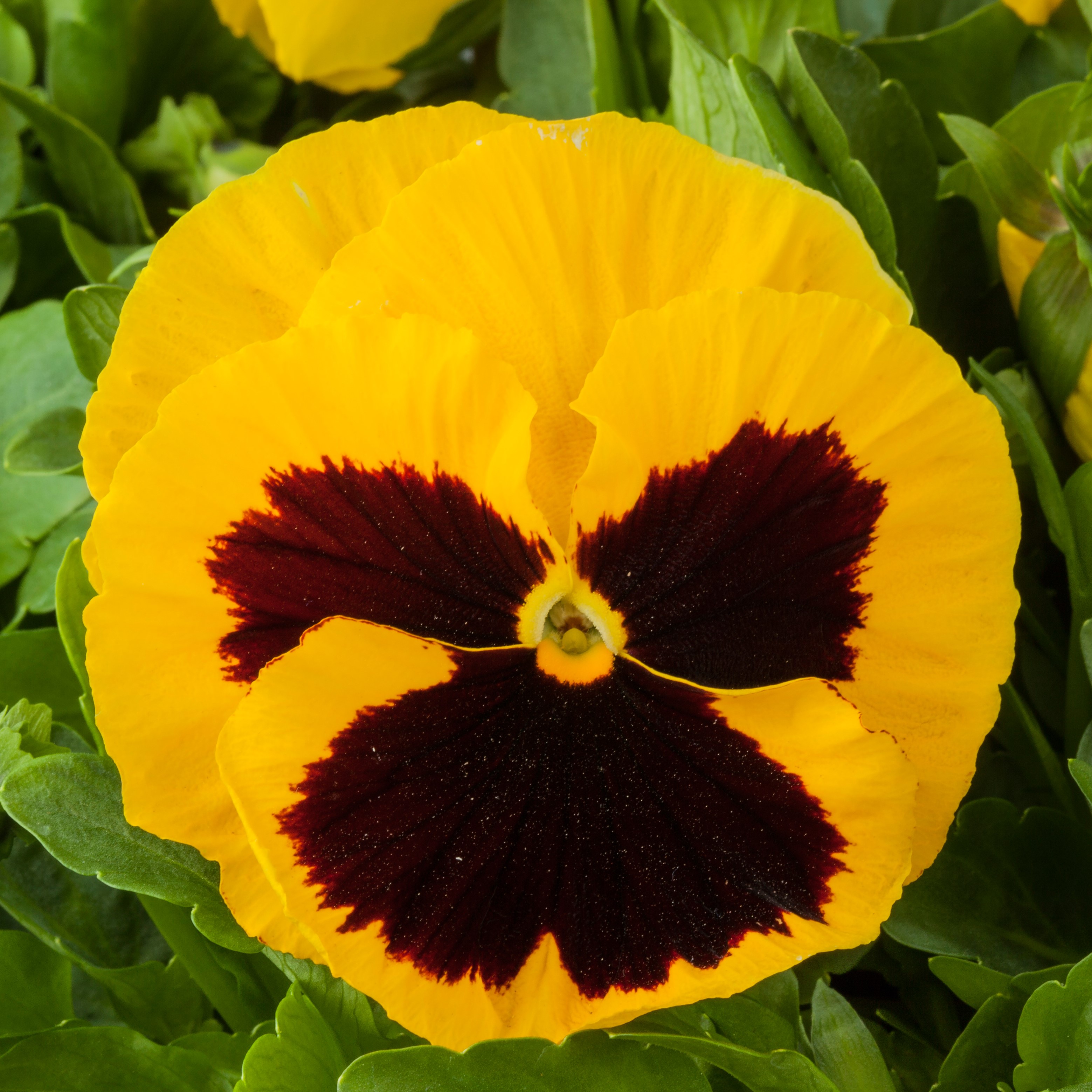MIX Annual Seed SUPER MAJ PANSY GIANT 