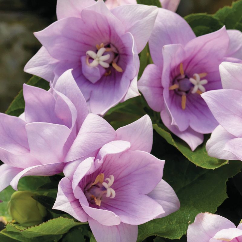 ASTRA SEMI-DOUBLE PINK Balloon Flower Seeds 10 Seeds Perennial Platycodon 