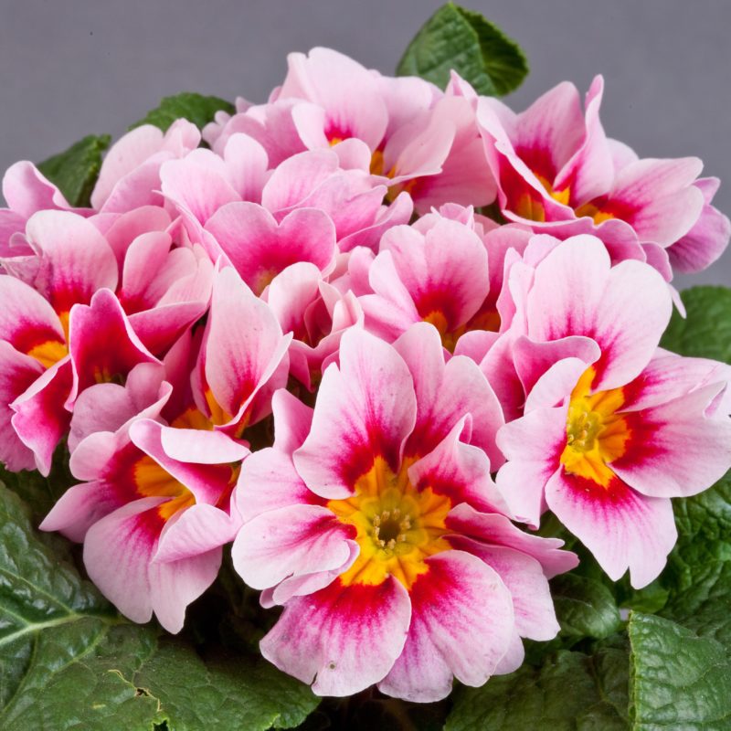 Rose Bicolor<br><small>Sakata_Primrose_Primula_Daniella_Rose_Bicolor</small>