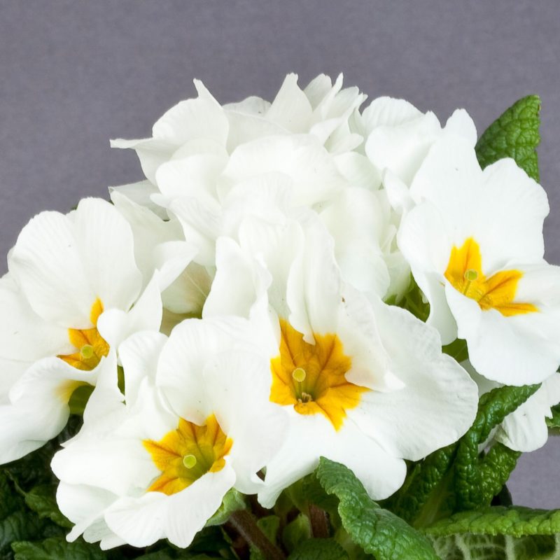 White<br><small>Sakata_Primrose_Primula_Daniella_White</small>
