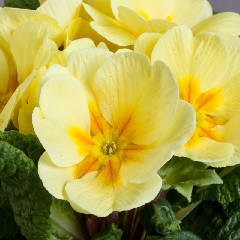 Cream Yellow<br><small>Sakata_Primrose_100-000-4648_Primula_acaulis_Danova_Cream_Yellow</small>