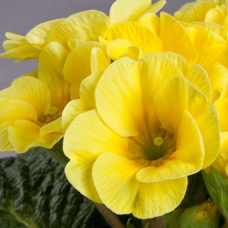 <br><small>Sakata_Primrose_100-000-4657_Primula_acaulis_Danova_Lemon_Yellow</small>