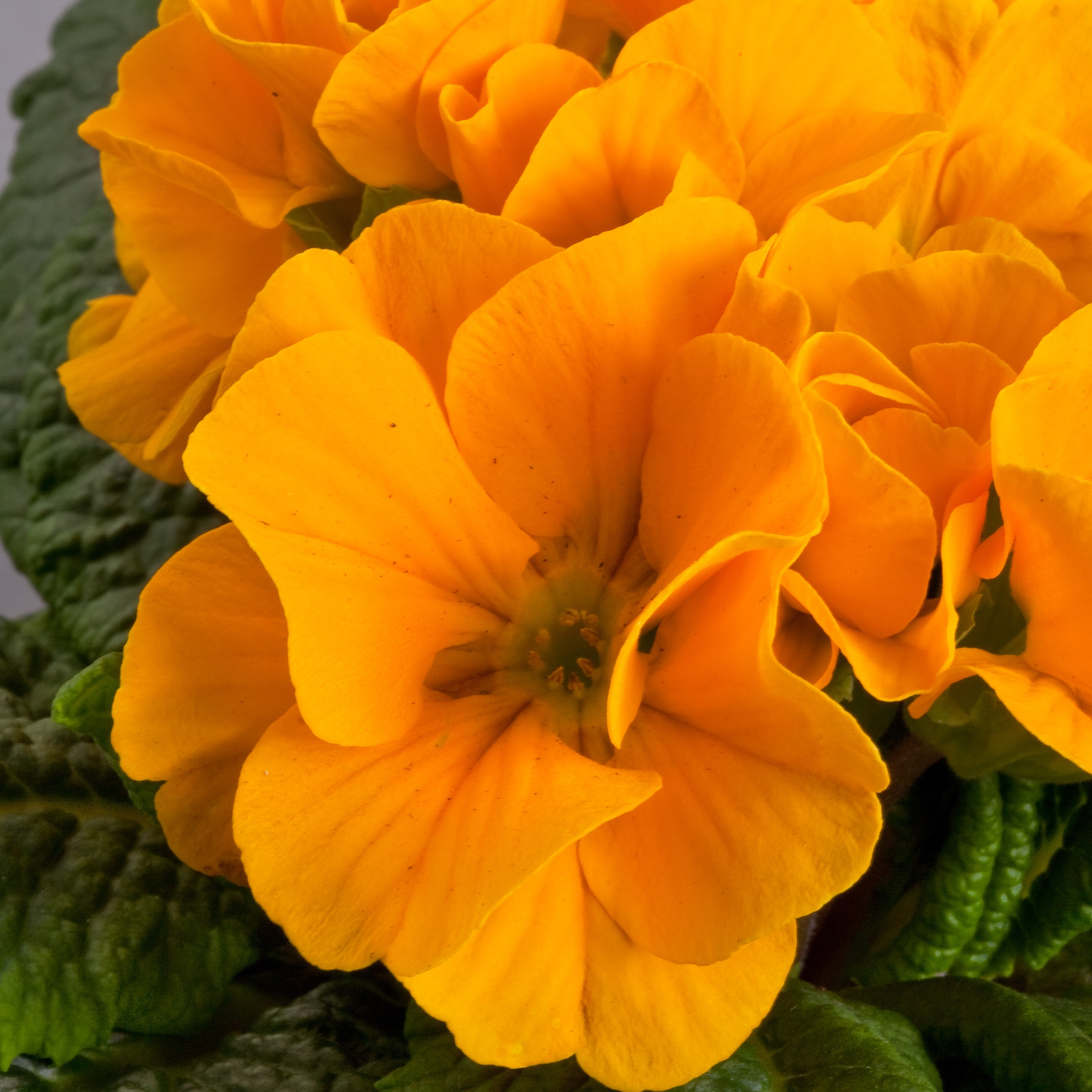 Orange Yellow<br><small>Sakata_Primrose_100-000-4667_Primula_acaulis_Danova_Orange_Yellow</small>
