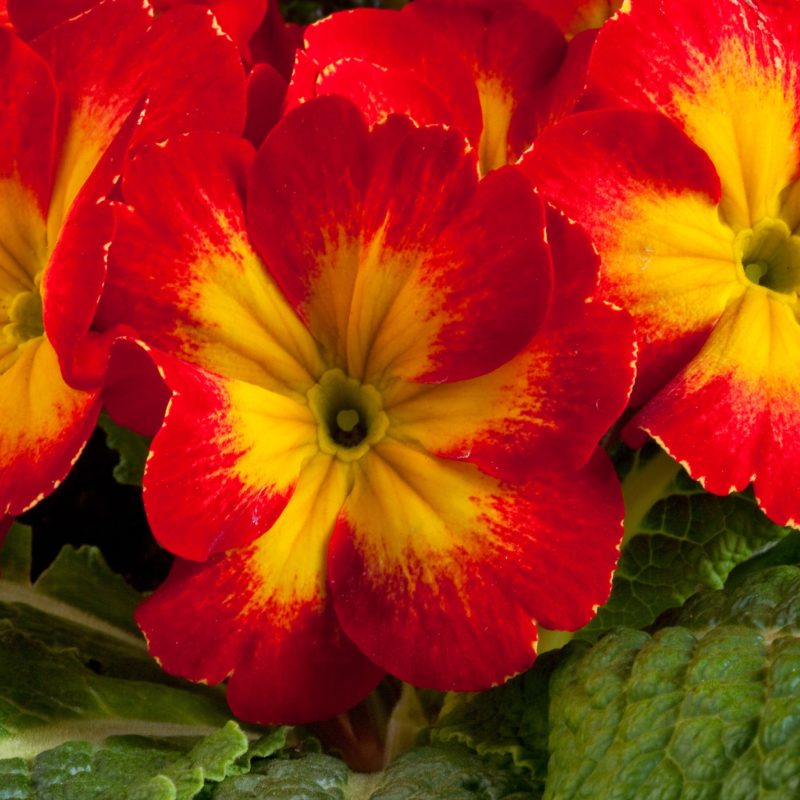 <br><small>Sakata Primrose 100-000-4747 Primula acaulis Danova Red & Yellow Bicolor</small>