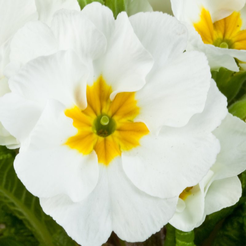 White<br><small>Sakata_Primrose_100-000-4954_Primula_polyanthus__SuperNova_White</small>