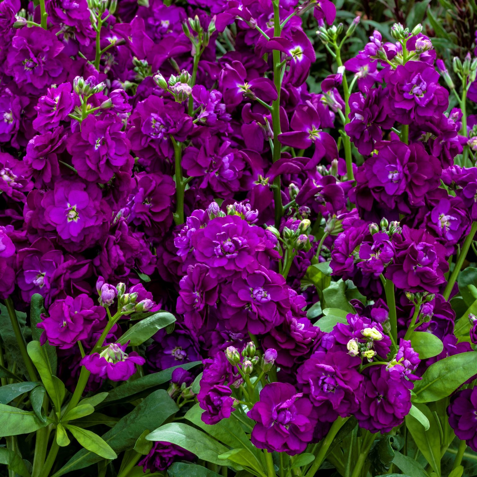 Mime Sakata Ornamentals