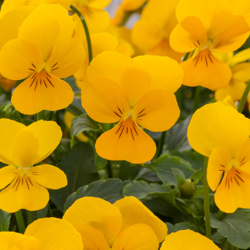 Golden Yellow<br><small>Rebelina Pansy 'Gol Yellow', Viola cornuta pendula annual flower blooming at Sakata Seeds</small>
