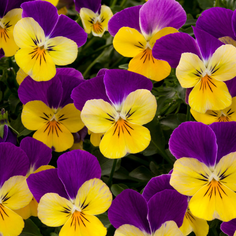 Purple and Yellow<br><small>Rebelina Pansy 'Purple and Yellow', Viola cornuta pendula annual flower blooming at Sakata Seeds</small>