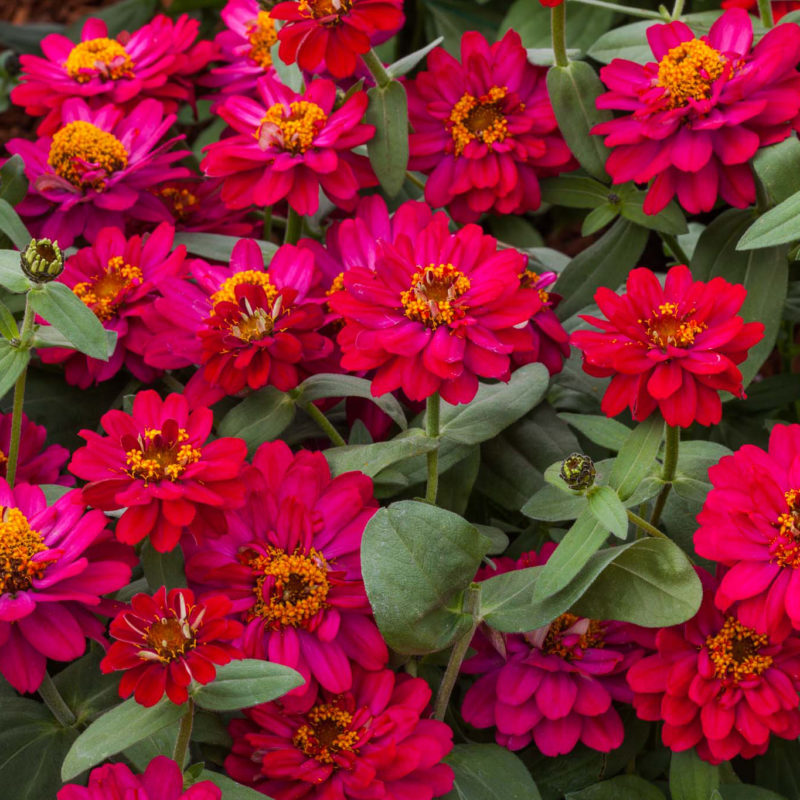 Double Hot Cherry<br><small>Zinnia flowers, Profusion Double 'Hot Cherry, from Sakata Seeds; AAS All-America Selections award</small>