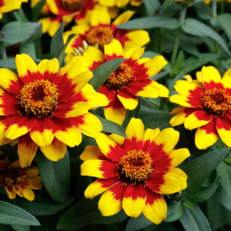 Red Yellow Bicolor<br><small>UPAF</small>